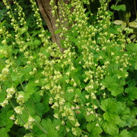 Tellima grandiflora 